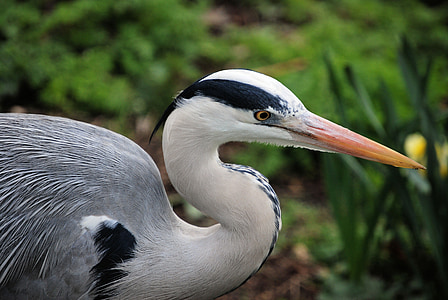 bird beside plants thumbnail