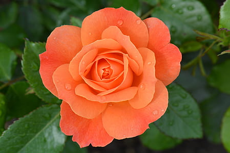 orange flower thumbnail