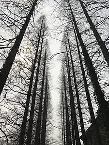 low-angle photography of tree thumbnail