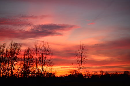 silhouette photo of trees thumbnail