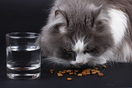 white and gray cat eating thumbnail