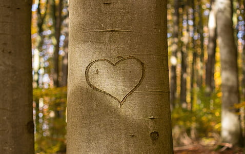 heart engraved on tree trunk thumbnail