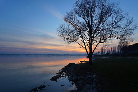 tree growing beside body of water thumbnail