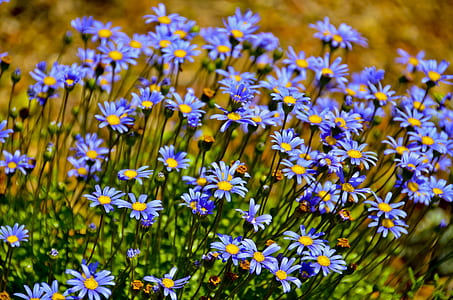 blue flowers thumbnail