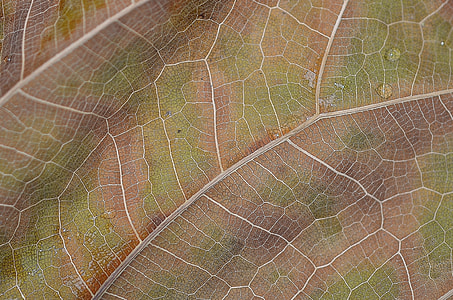 green and brown leaf thumbnail