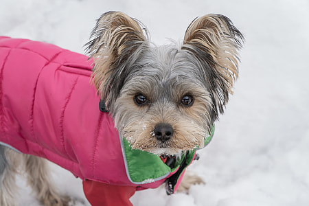 adult gray and tan Yorkshire terrier with pink apparel on snow thumbnail