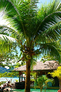 coconut tree near hut on focus photo thumbnail