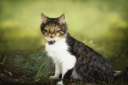 selective focus photography og silver tabby cat on green grass thumbnail