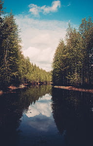 river surrounded by trees at daytime thumbnail