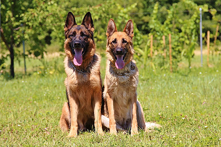 two adult brown-and-black German shepherds thumbnail