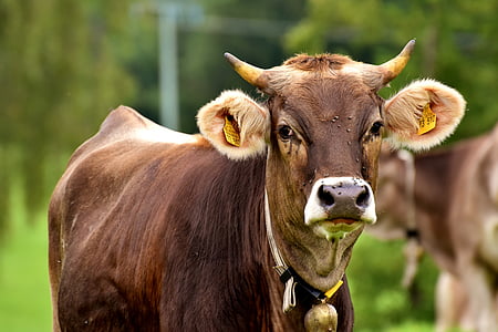 shallow focus photography of calf during daytime thumbnail