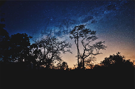 silhouette of trees thumbnail