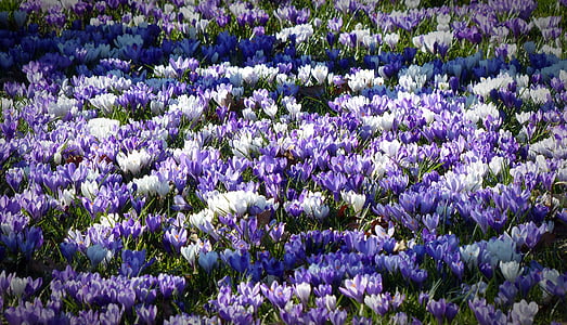 purple flowers in bloom thumbnail