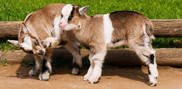 two goat kids thumbnail