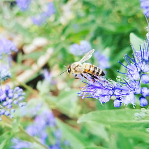 Macro Photography of Honeybee Perched on Blue Petaled Flower thumbnail