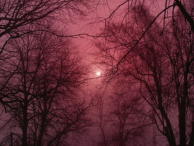 silhouette of bare trees during golden hour thumbnail