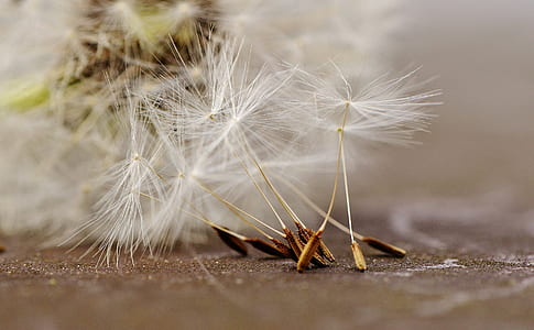 selective focus photography of dandelions thumbnail