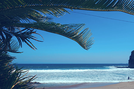 coconut palm leaf tree near seashore and sea waves thumbnail