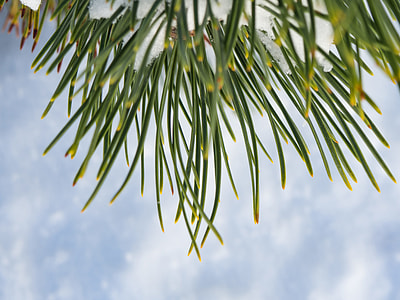 green grass under cloudy sky thumbnail