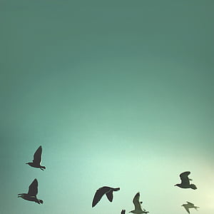 silhouette photo of flock of birds thumbnail