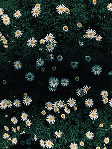 Daisy Flowers thumbnail