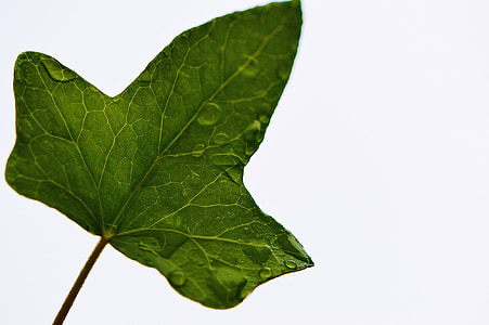 close-up photo of green leaf thumbnail
