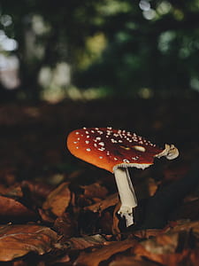 brown and white mushroom in macro shot thumbnail