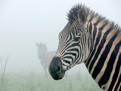 two zebras in area covered in white fog thumbnail