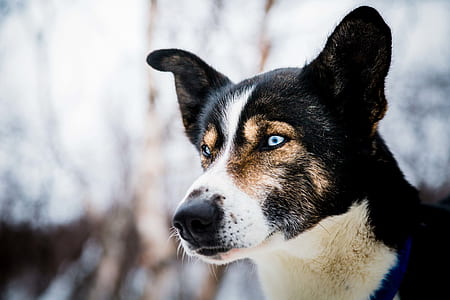 shallow focus photography of short-coated black and white dog thumbnail