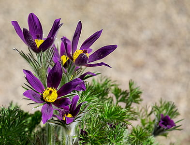purple petaled flowers thumbnail