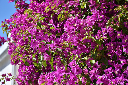 Bougainvillea, Bougainville thumbnail