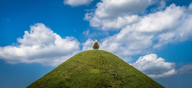 sheep on cliff under cloudy sky thumbnail