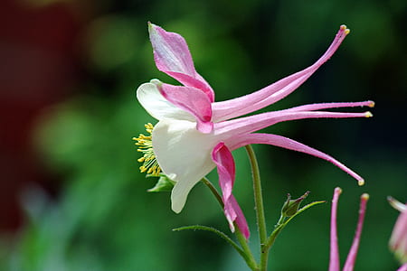 Purple and White Petaled Flower thumbnail