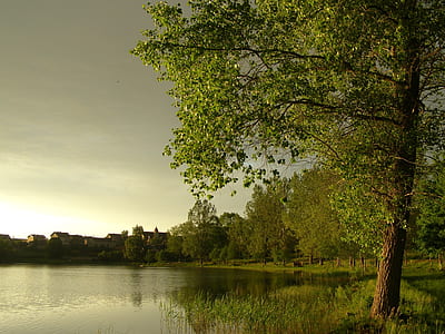 green trees beside body of water thumbnail