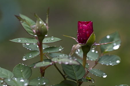 macro shot photography of pink petal flowers with water droplets thumbnail