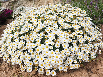 white clustered flowers on sand thumbnail