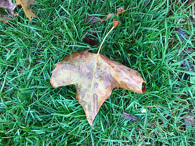 brown maple leaf thumbnail