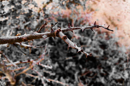 Brown Thorny Tree Branch thumbnail