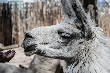 Person's Hand Near Alpaca's Mouth thumbnail