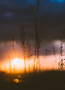 silhouette of grass during sunset thumbnail