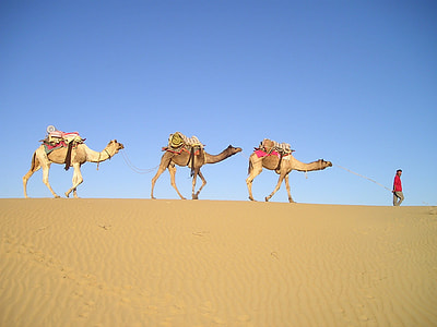 three camels and a man on desert thumbnail
