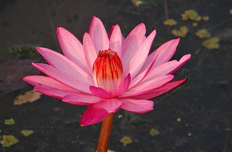 selective focus photography of pink waterlily flower thumbnail