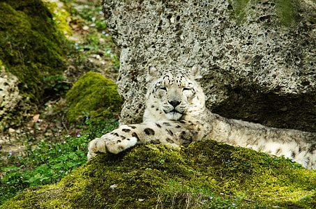 albino tiger lying on rock thumbnail