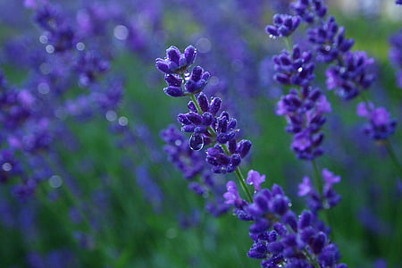 closeup photo of purple petaled flowers thumbnail