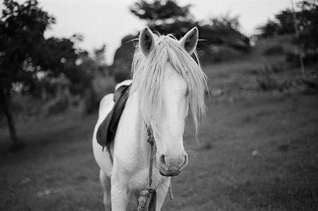 grayscale selective focus photography of horse thumbnail