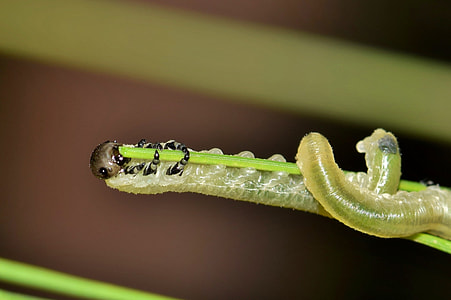 brown worm placed on leaf thumbnail