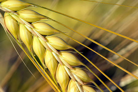 close-up photo of green wheat thumbnail