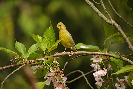green bird perched on branch thumbnail