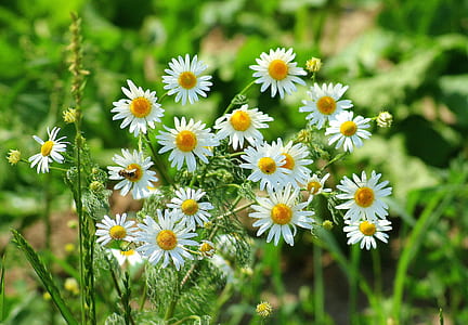 close-up photo of white-and-yellow flowers during daytime thumbnail
