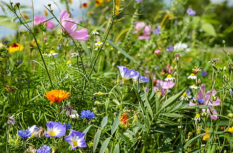 blue and pink flowers photography during daytime thumbnail